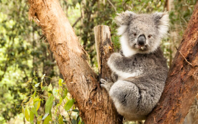 The Shared Benefits of Eucalyptus: From Koalas to Humans